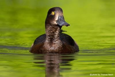 Female Tufted Duck in the lake