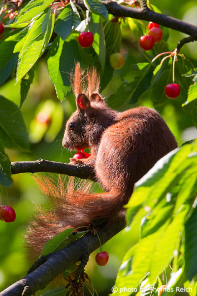 Red Squirrel baby feeding on cherries