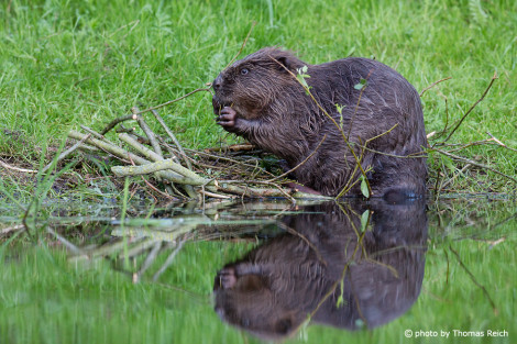 Beaver diet and food