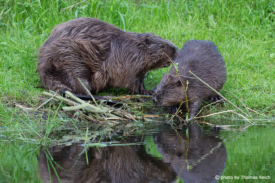 Beavers with baby at the river