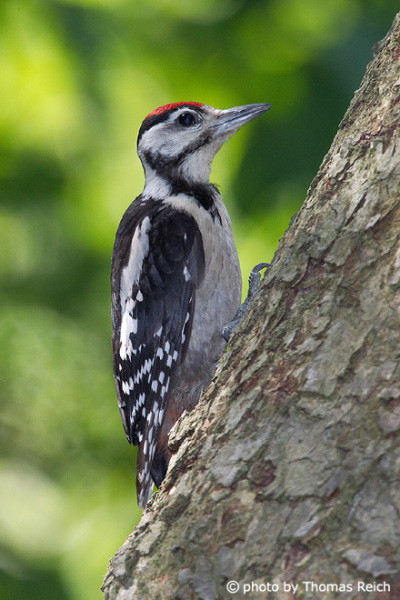 Young Great Spotted Woodpecker climbs on  trunk of a tree