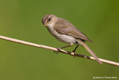 Common Chiffchaff appearance
