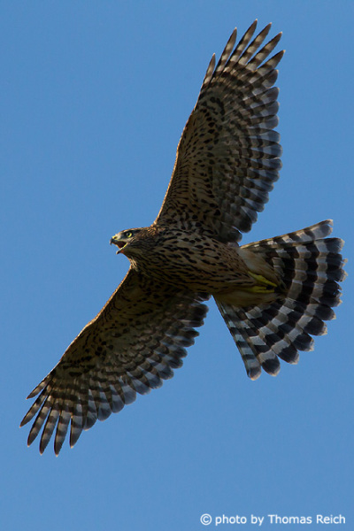 Northern Goshawk juvenile flying