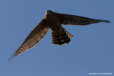 Juvenile Northern Goshawk in flight
