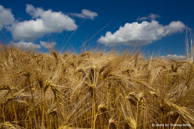 Barley in summer