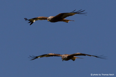Red Kites couple in Germany