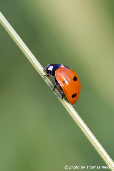 ladybug seven spots