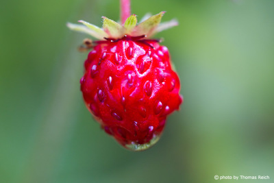 Wild Strawberry fruit