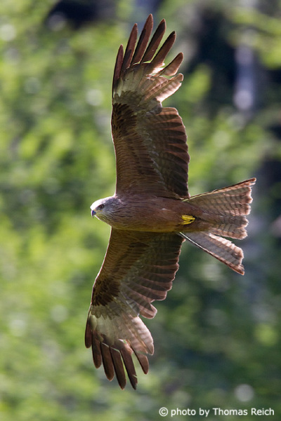 Red Kite in summer time
