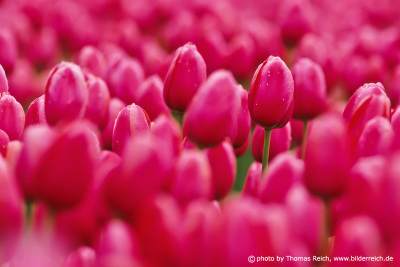 Pink Tulip flowers in Holland