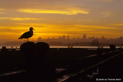 Silhouette of Seagull in San Francisco California
