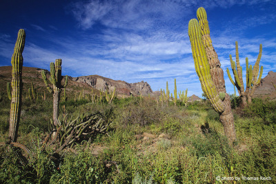 Big Cactus New Mexico