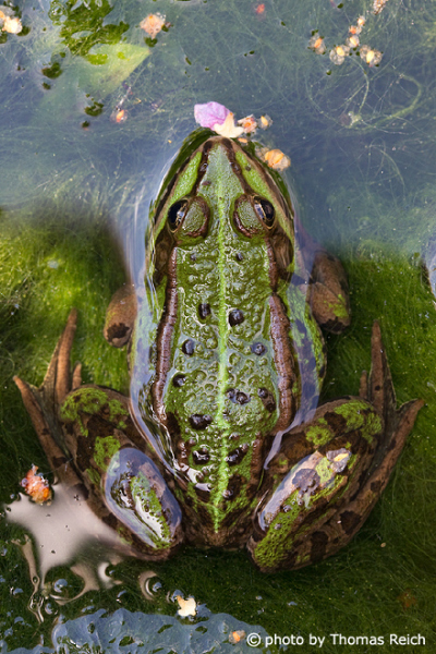 Edible Frog in the water