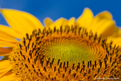 Sunflower blossom