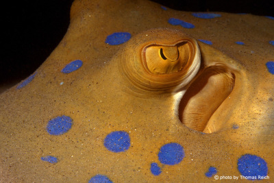Bluespotted ribbontail ray in Egypt