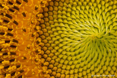 Sonnenblumenkerne