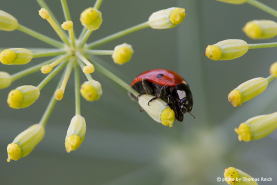 Lady beetle on plants