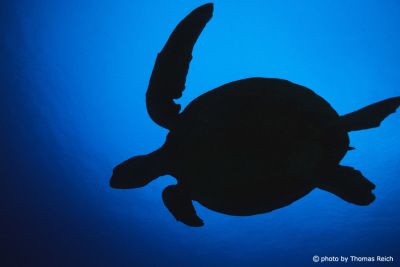 Sea turtle silhouette underwater