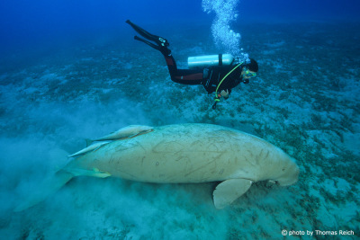 Diver and sea-cow, Sirena, Red Sea in Egypt