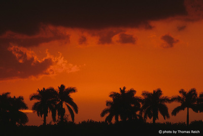 Silhouette palm trees at sunset Florida, USA