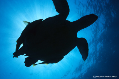 Silhouette of a sea turtle with remoras
