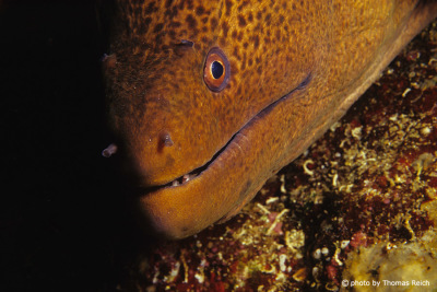 Brown Moray Eel underwater