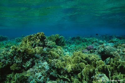 Corals and Reefs in the Red Sea