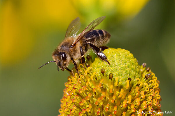 Bee collects nectar from flower