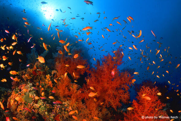 Buntes Korallenriff, Brother Islands, Ägypten