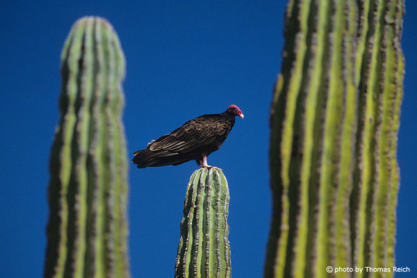Turkey Vulture sitting on a cactus