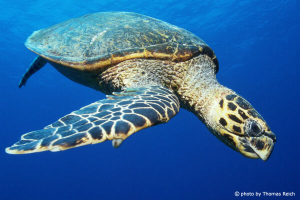 Große Meeresschildkröte unter Wasser, Cheloniidae