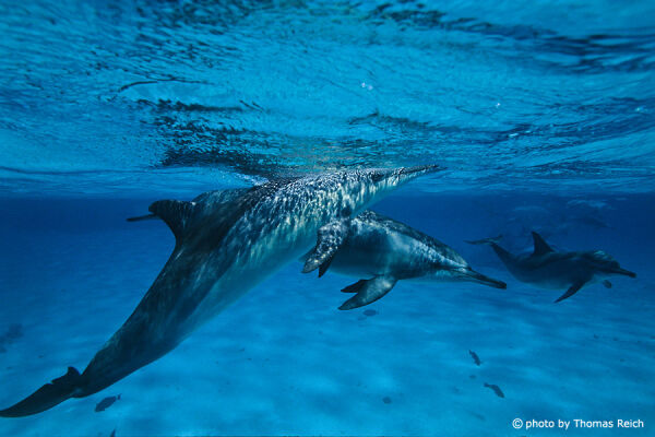 Spinner Dolphins, Red Sea