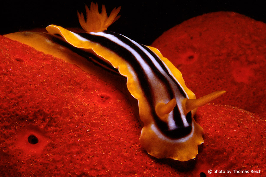 Chromodoris quadricolor, Red Sea