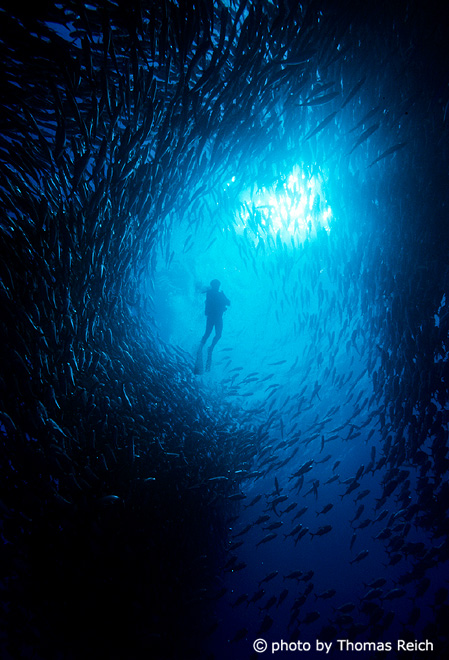 Jack mackerels with diver, Dirty Rock Cocos Island in Costa Rica