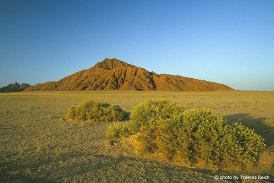 Vegetation Sinai Peninsula