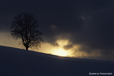 Silhouette tree in winter with sunset