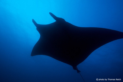 Silhouette Pacific manta ray underwater