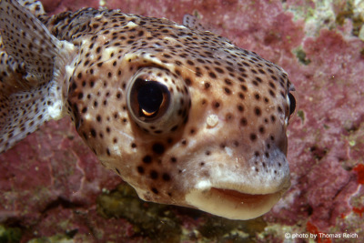 Pufferfish, Diodontidae