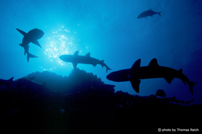 Silhouette of Whitetip reef shark s in Costa Rica