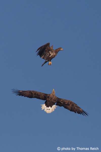 White-tailed Eagles battle in the sky