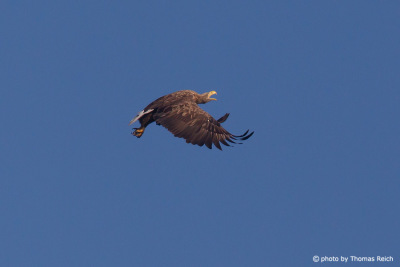 White-tailed Eagle call in flight