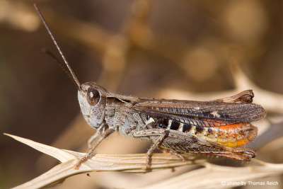Size of Locust