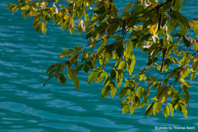 Plitvice Lakes National Park Plants