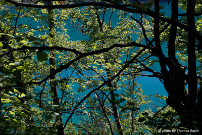 Trees in Plitvice Lakes National Park