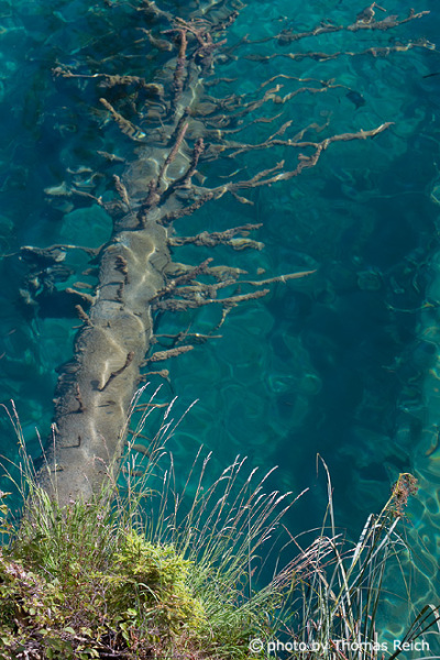 Baum im Plitvicer See