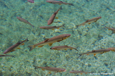 Fish in Plitvice Lakes National Park