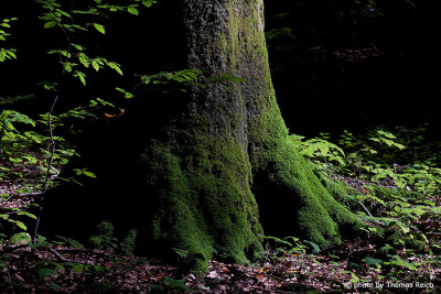 Alter Baum im Nationalpark Plitvicer Seen
