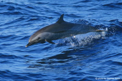 Jumping Dolphin in the ocean