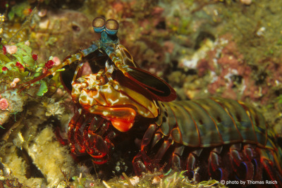 Mantis shrimp, Stomatopoda