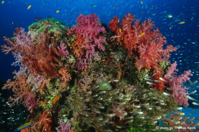 Soft corals in the Andaman Sea